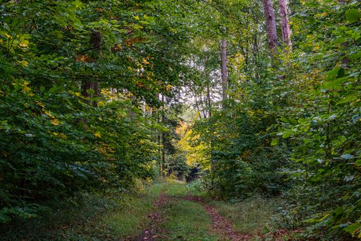 beautiful autumn hike in the colorful forest near wilhelmsdorf near ravensburg in upper swabia germany