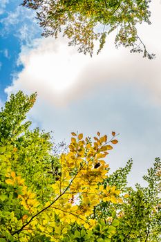 beautiful autumn hike in the colorful forest near wilhelmsdorf near ravensburg in upper swabia germany