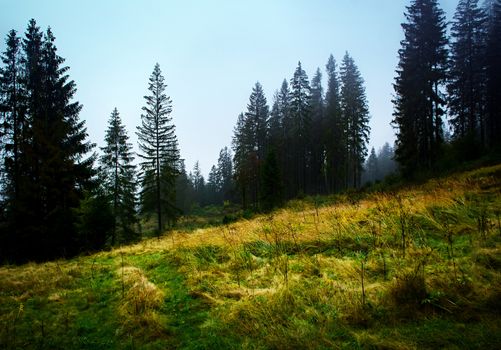 seasonal landscape background gloomy autumn forest after the rain