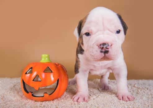 Funny American Bulldog puppy dog and orange little pumpkin, halloween card