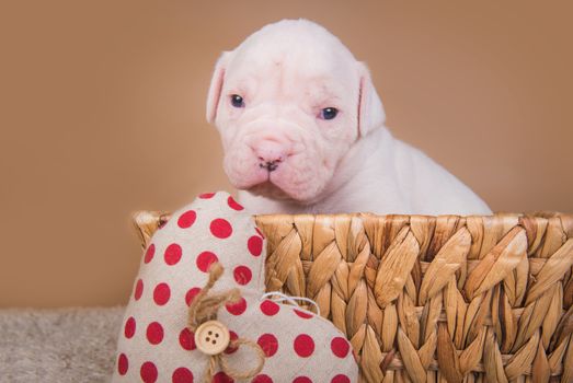Funny small American Bulldog puppy dog is sitting in a wood basket with red heart on Valentine s Day.