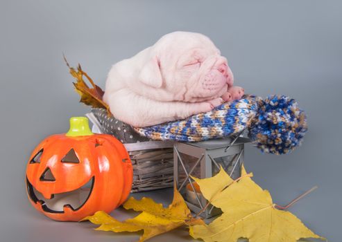 Funny American Bulldog puppy dog is sleeping with orange little pumpkin, halloween card