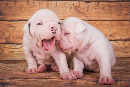 Two funny American Bulldog puppies dogs on wooden brown background