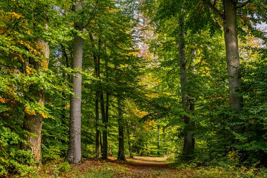 beautiful autumn hike in the colorful forest near wilhelmsdorf near ravensburg in upper swabia germany