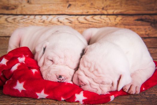 Two Funny American Bulldog puppies dogs are sleeping. Christmas or New Year background