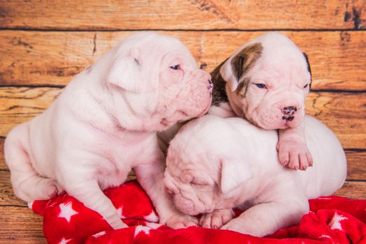 Three Funny American Bulldog puppies dogs are sleeping. Christmas or New Year background