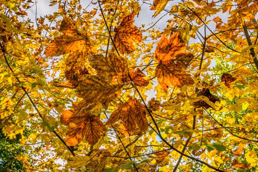 beautiful autumn hike in the colorful forest near wilhelmsdorf near ravensburg in upper swabia germany