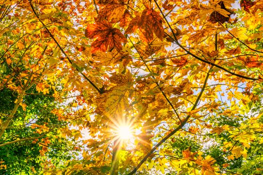 beautiful autumn hike in the colorful forest near wilhelmsdorf near ravensburg in upper swabia germany