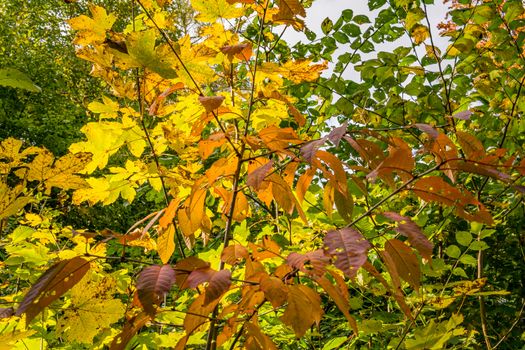 beautiful autumn hike in the colorful forest near wilhelmsdorf near ravensburg in upper swabia germany