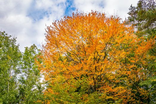 beautiful autumn hike in the colorful forest near wilhelmsdorf near ravensburg in upper swabia germany