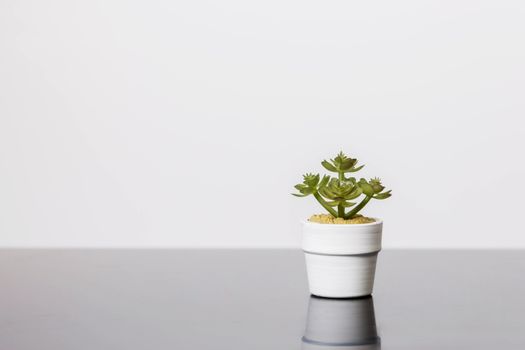 Succulents stands on a black glass surface on a white background. Scandinavian room interior decor
