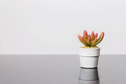 Succulents stands on a black glass surface on a white background. Scandinavian room interior decor