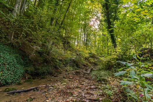 beautiful autumn hike in the colorful forest near wilhelmsdorf near ravensburg in upper swabia germany