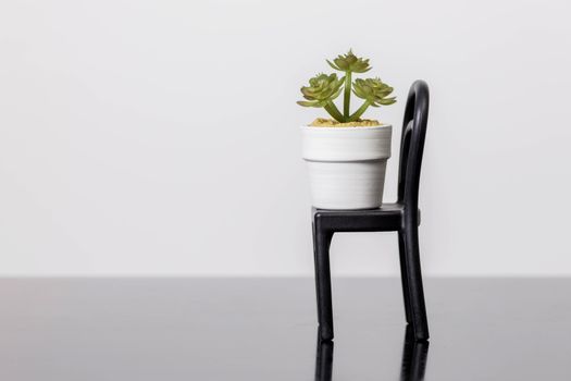 Succulents on a chair stands on a black glass surface on a white background. Scandinavian room interior decor