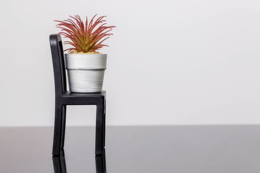 Succulents on a chair stands on a black glass surface on a white background. Scandinavian room interior decor