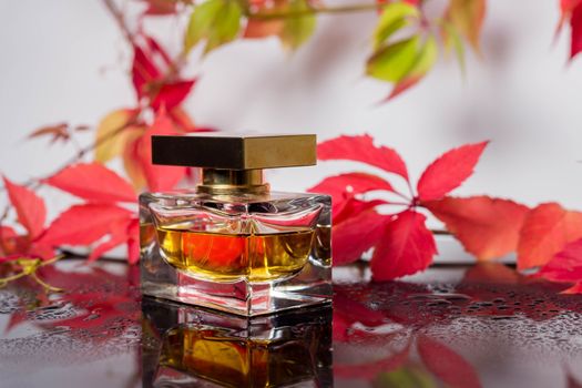 Perfume bottle and vintage fragrance on a black glass surface surrounded by autumn leaves of wild grapes and water drops, aroma scent, fragrant cosmetics and eau de toilette as luxury beauty brand