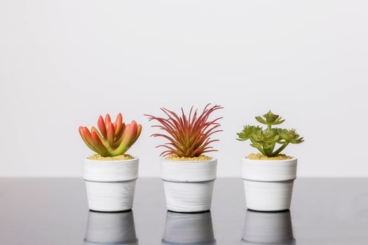 Succulents stands on a black glass surface on a white background. Scandinavian room interior decor