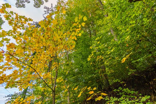 beautiful autumn hike in the colorful forest near wilhelmsdorf near ravensburg in upper swabia germany