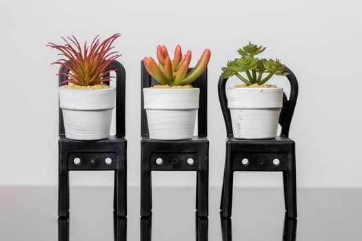 Succulents on a chair stands on a black glass surface on a white background. Scandinavian room interior decor