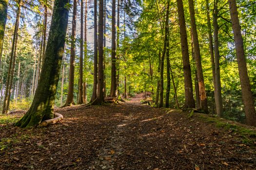 beautiful autumn hike in the colorful forest near wilhelmsdorf near ravensburg in upper swabia germany