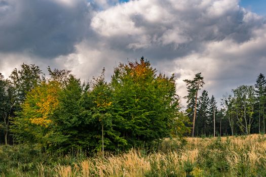 beautiful autumn hike in the colorful forest near wilhelmsdorf near ravensburg in upper swabia germany