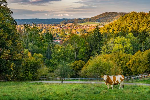 beautiful autumn hike in the colorful forest near wilhelmsdorf near ravensburg in upper swabia germany