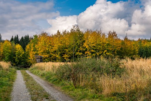 beautiful autumn hike in the colorful forest near wilhelmsdorf near ravensburg in upper swabia germany