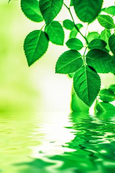 Green leaves and spring water,  eco nature and bio energy background design