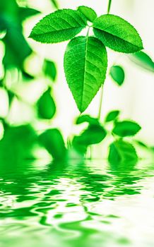 Green leaves and spring water,  eco nature and bio energy background design