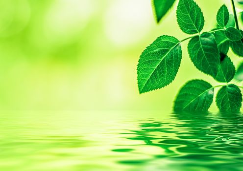 Green leaves and spring water,  eco nature and bio energy background design