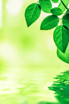 Green leaves and spring water,  eco nature and bio energy background design