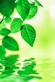 Green leaves and spring water,  eco nature and bio energy background design