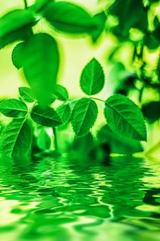 Green leaves and spring water,  eco nature and bio energy background design