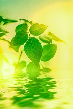 Green leaves and spring water,  eco nature and bio energy background design