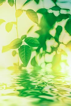 Green leaves and spring water,  eco nature and bio energy background design