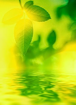 Green leaves and spring water,  eco nature and bio energy background design