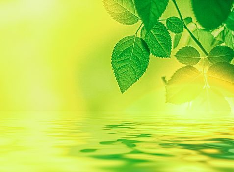 Green leaves and spring water,  eco nature and bio energy background design