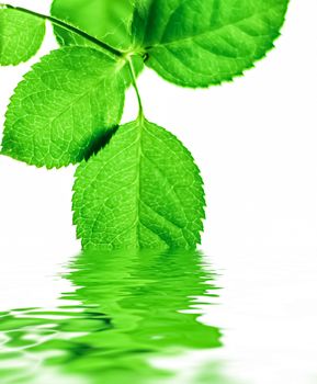 Green leaves and spring water,  eco nature and bio energy background design