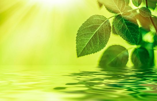 Green leaves and spring water,  eco nature and bio energy background design