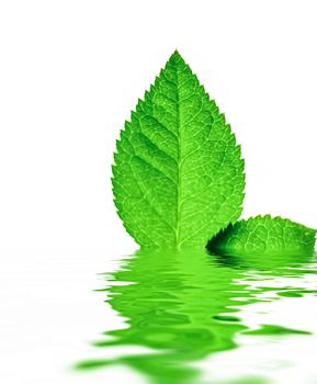 Green leaves and spring water,  eco nature and bio energy background design