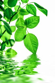 Green leaves and spring water,  eco nature and bio energy background design