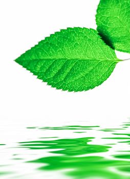 Green leaves and spring water,  eco nature and bio energy background design