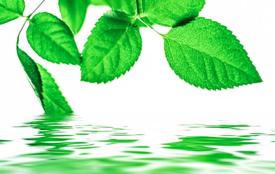 Green leaves and spring water,  eco nature and bio energy background design