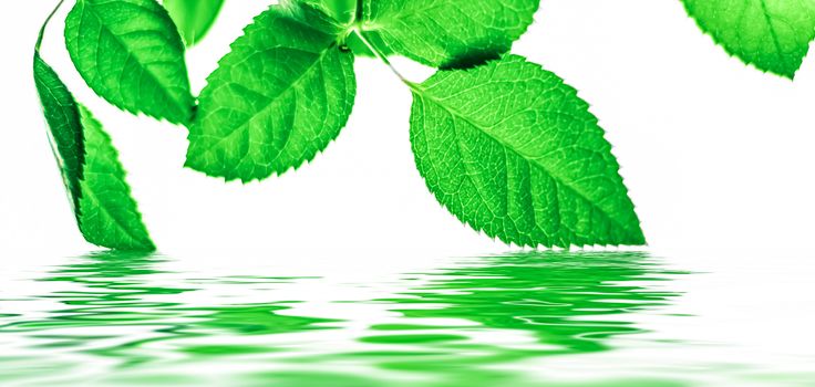 Green leaves and spring water,  eco nature and bio energy background design