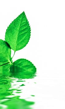 Green leaves and spring water,  eco nature and bio energy background design