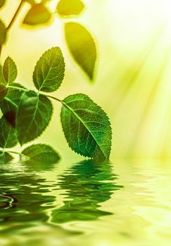 Green leaves and spring water,  eco nature and bio energy background design