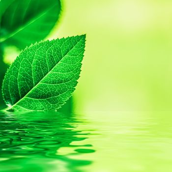 Green leaves and spring water,  eco nature and bio energy background design