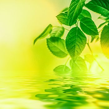 Green leaves and spring water,  eco nature and bio energy background design