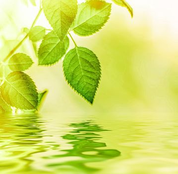 Green leaves and spring water,  eco nature and bio energy background design