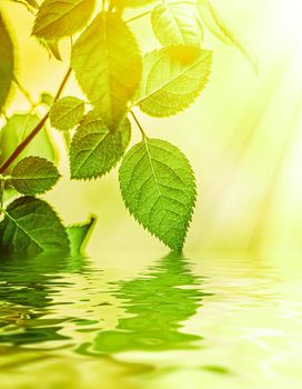 Green leaves and spring water,  eco nature and bio energy background design